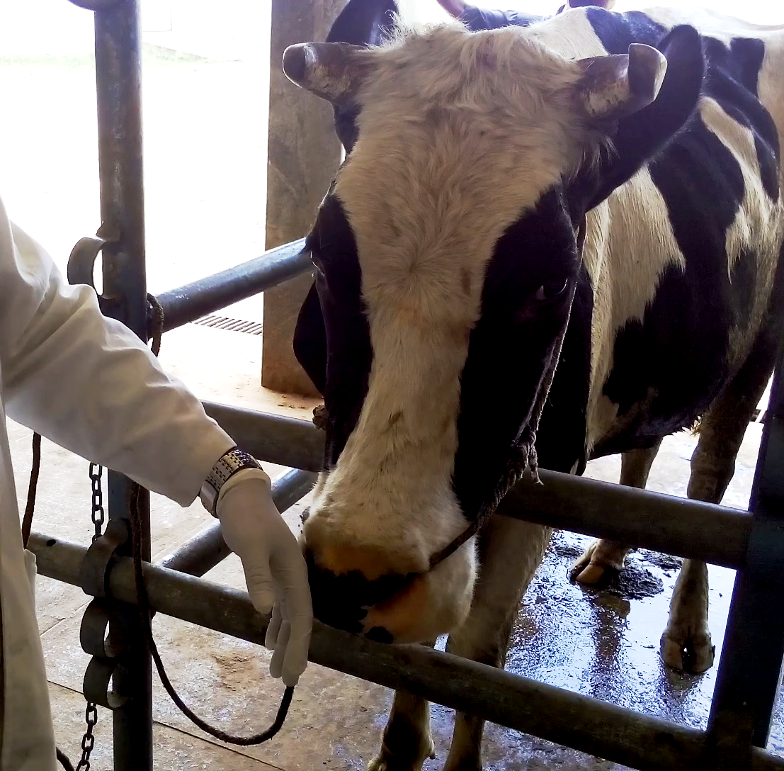 drssnairvet PRINCIPLES OF BEHAVIORAL RESTRAINT AND PAINLESS INTRAMUSCULAR INJECTION IN CATTLE