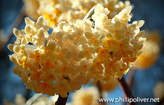 Edgeworthia I Just Can T Pass You By