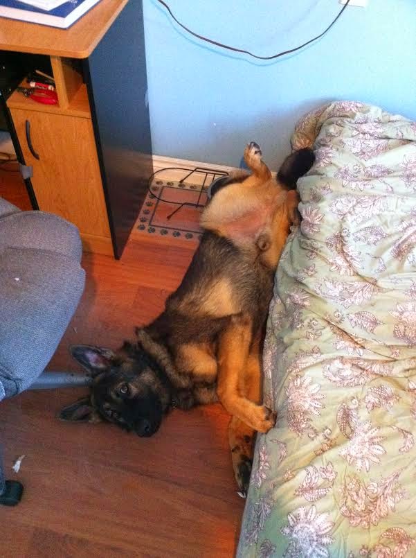 Cute dogs - part 19 (50 pics), funny dog pictures, dog photos