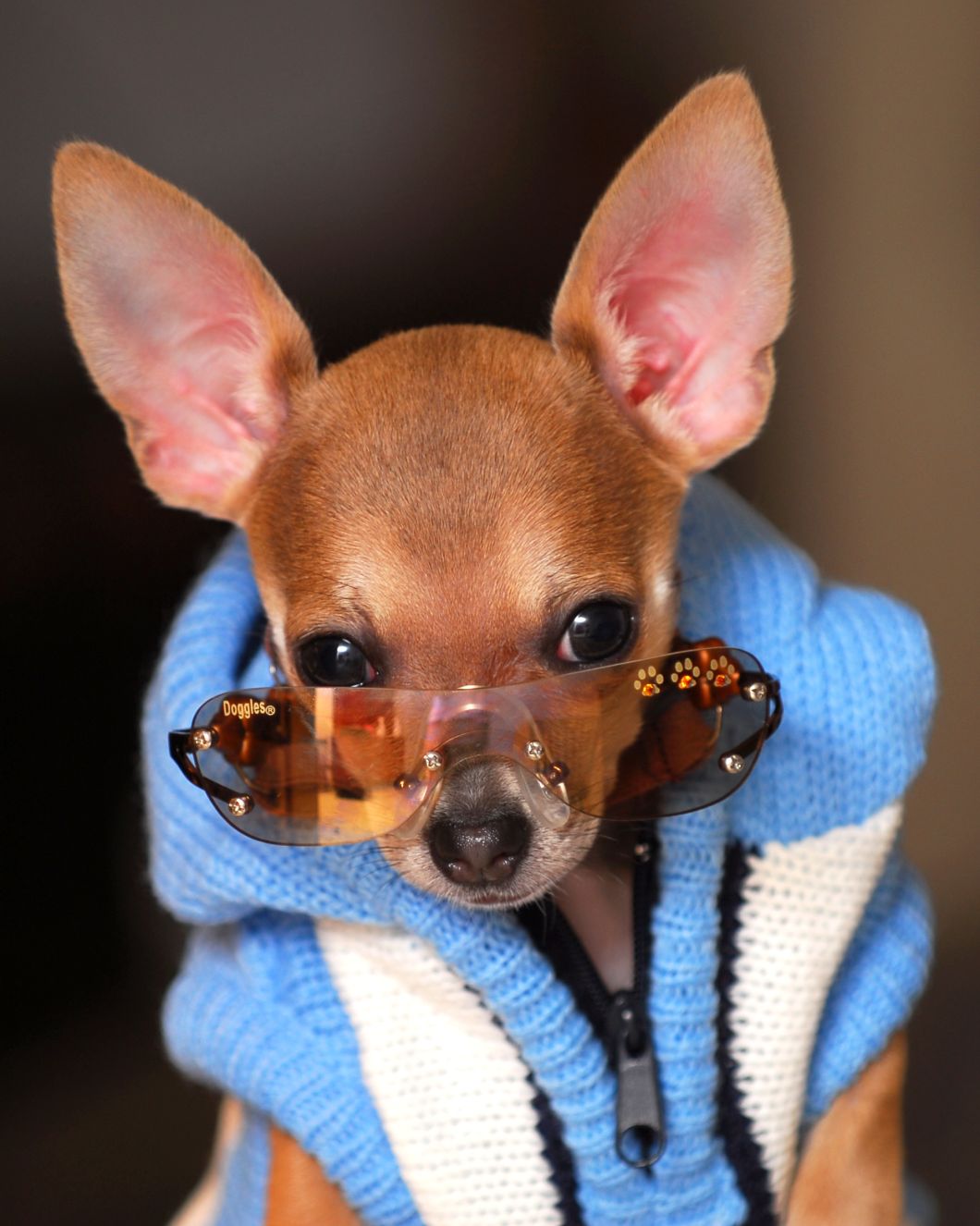 30 Cutest Chihuahua Dogs Love to Use Humans Stuff Best Photography