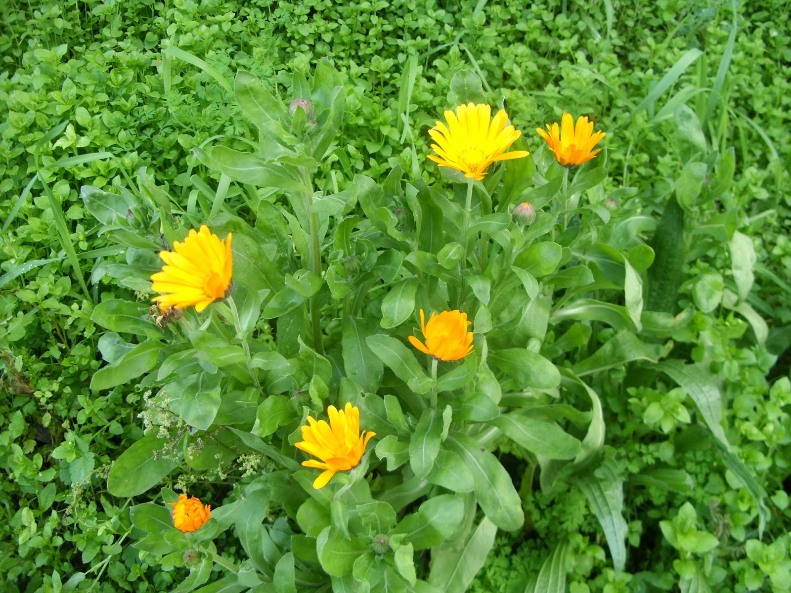 Jardim Autóctone Calêndula (Calendula officinalis)