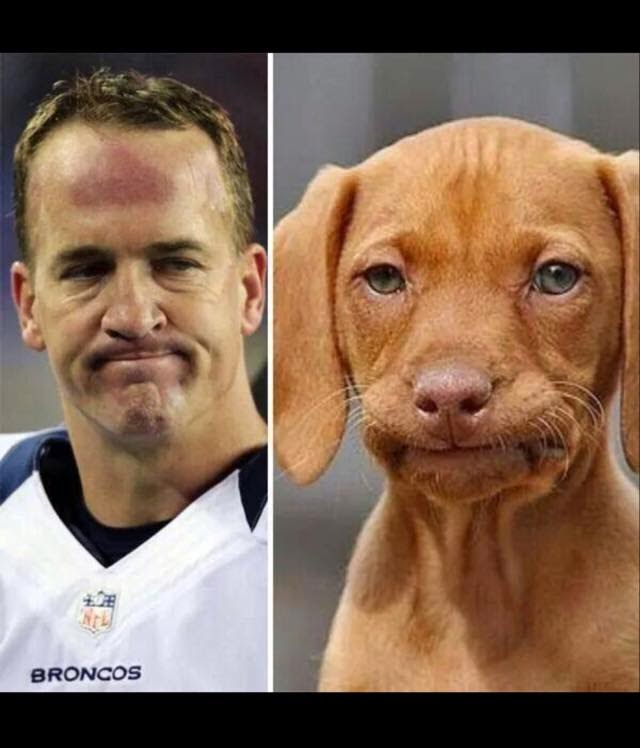 For The Love Of All That S Delicious Human Funny Dog Memes Funny Animals With Captions Funny Dog Captions