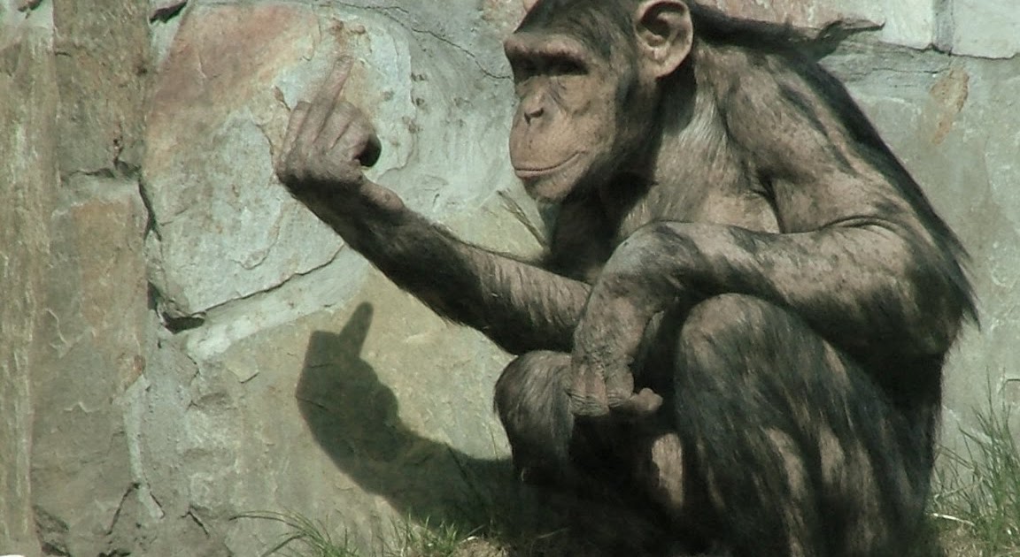 chimpanzee hand fingers chimpanzee hand fingers
