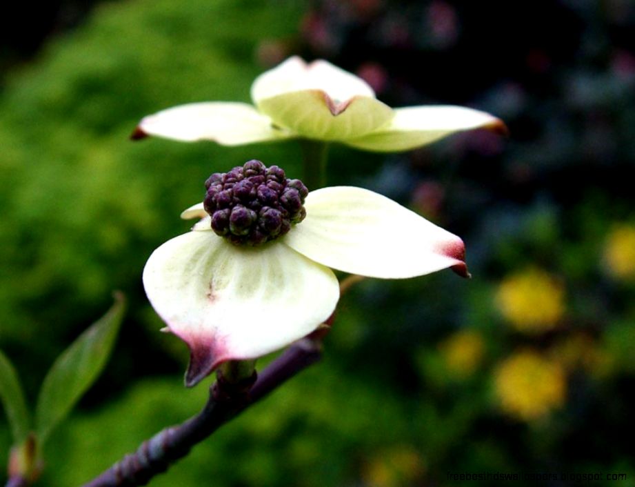 Ranelagh Park Gardens Chelsea 2 Ranelagh Park Gardens Chelsea 2