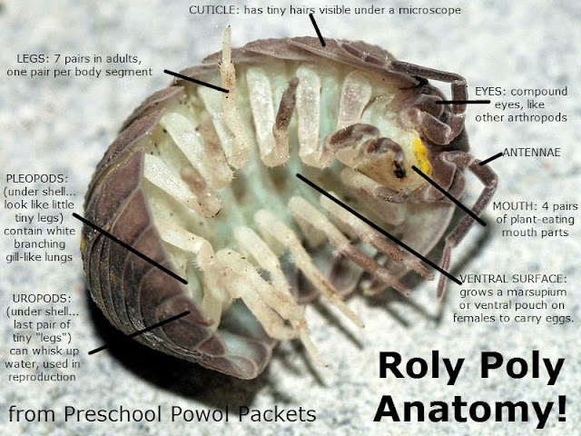 Backyard Bugs: Roly Poly or Potato Bug or Pill Bug or Wood Lice