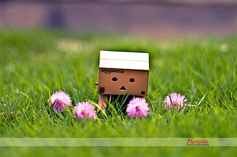 Danbo on Danbo Galau   D Z