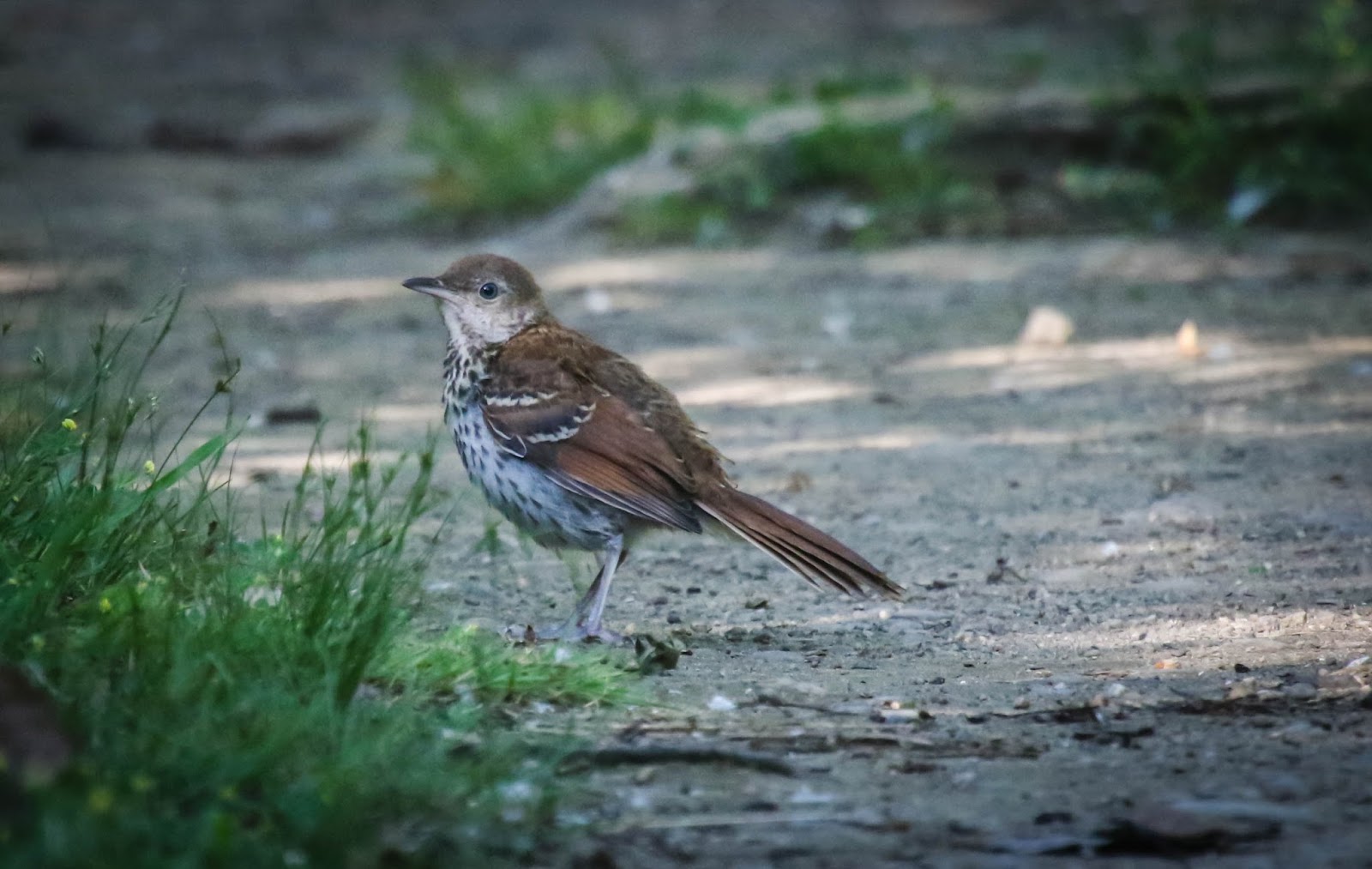 Gale's Photo and Birding Blog: Juvenile Brown Thrasher