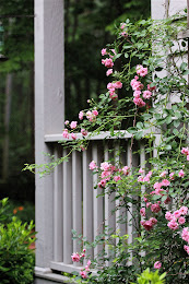 Climbing Fairy Rose