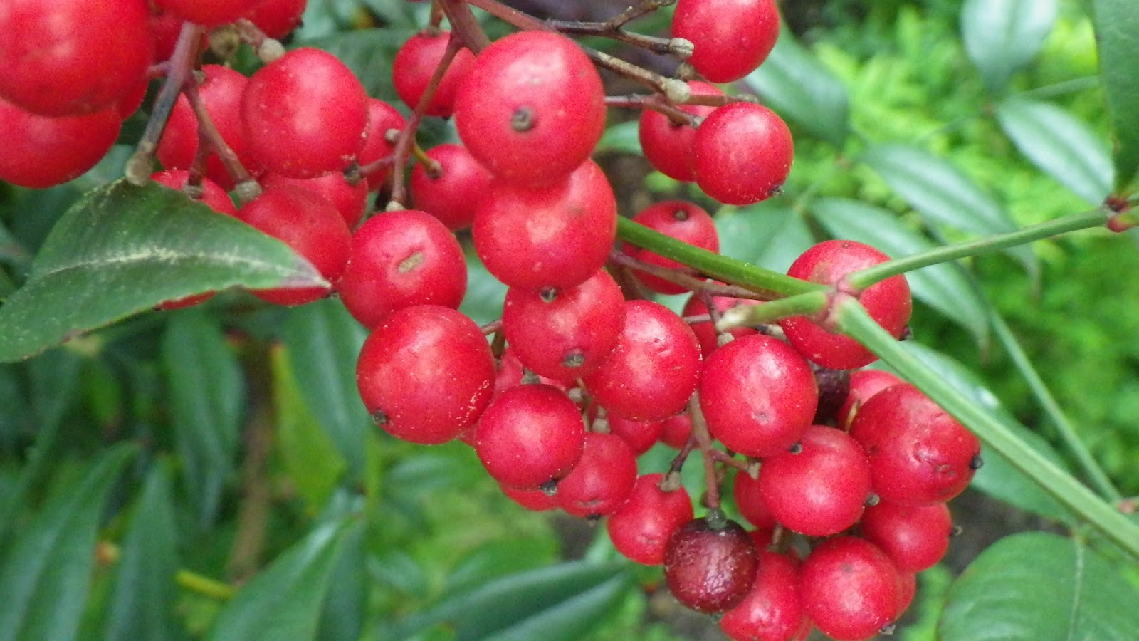 buddy's blog White Rhododendron, Nandina berries, two different Columbine