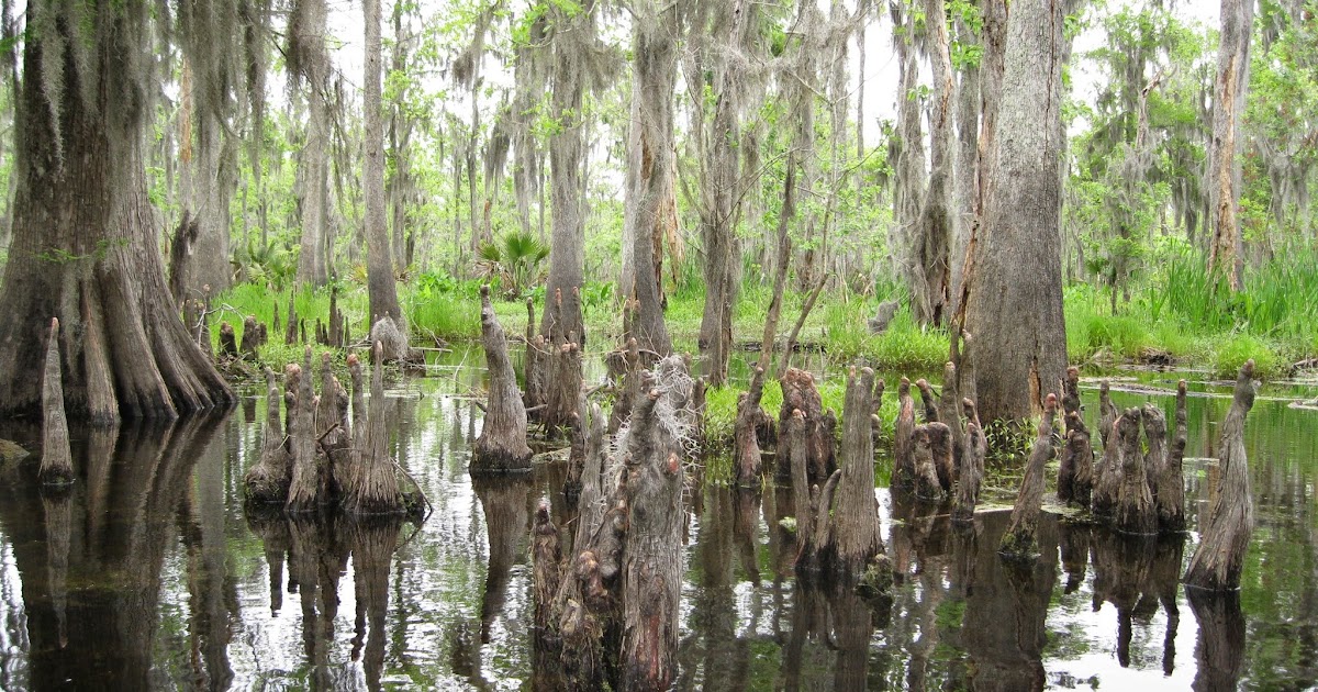 New Orleans Outdoor Companion A paddle on Shell Bank Bayou in the