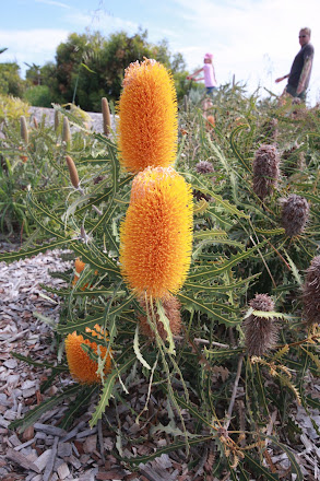 Beautiful natives on Jurien for shore