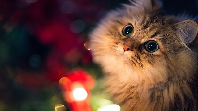 Cute Cat with Big Eyes