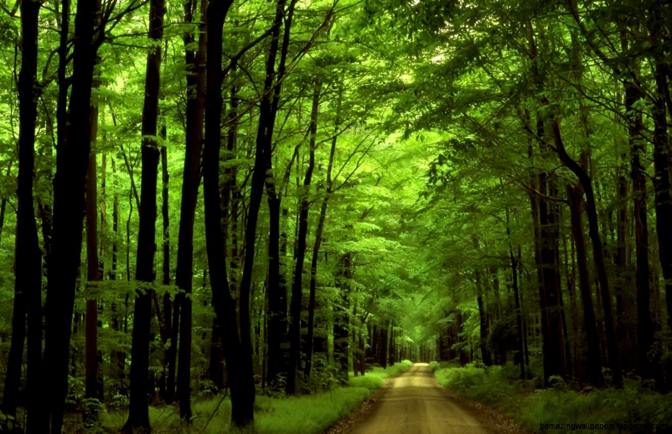 Forest Wallpaper Widescreen wallpaper Forest Wallpaper Widescreen wallpaper