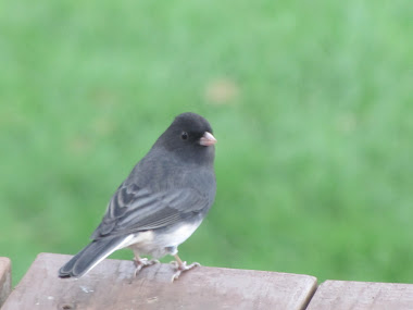 Junco