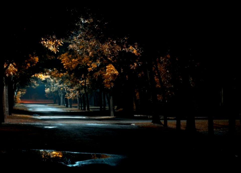 Trees night forest path wallpaper 27069 Trees night forest path wallpaper 27069