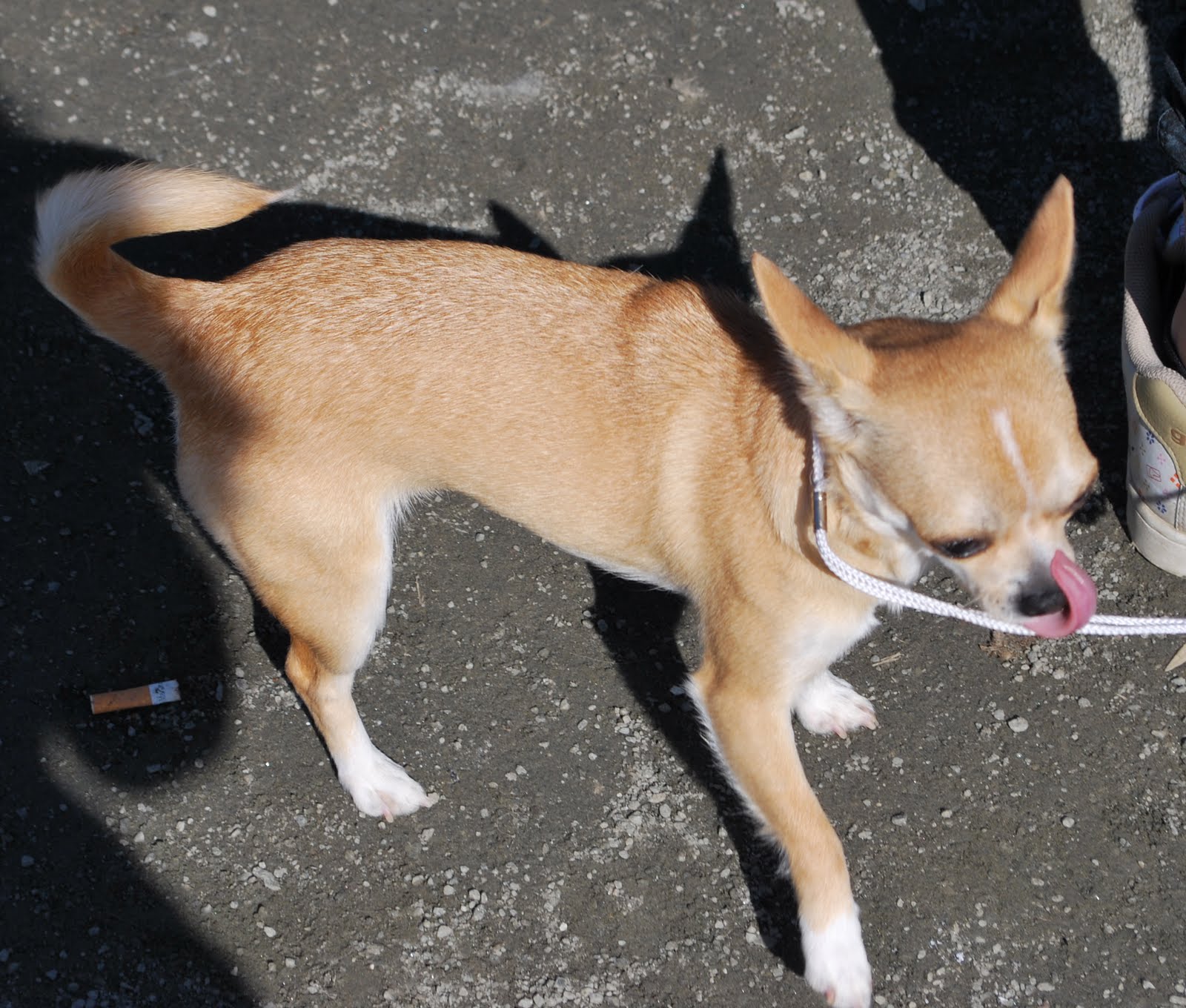 My Thoughts And My Creativity Dog Show