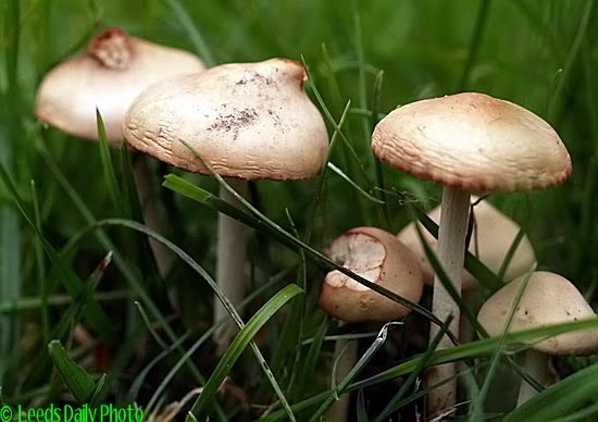 Picture of mushrooms growing wild in Leeds city centre Leeds Mushrooms