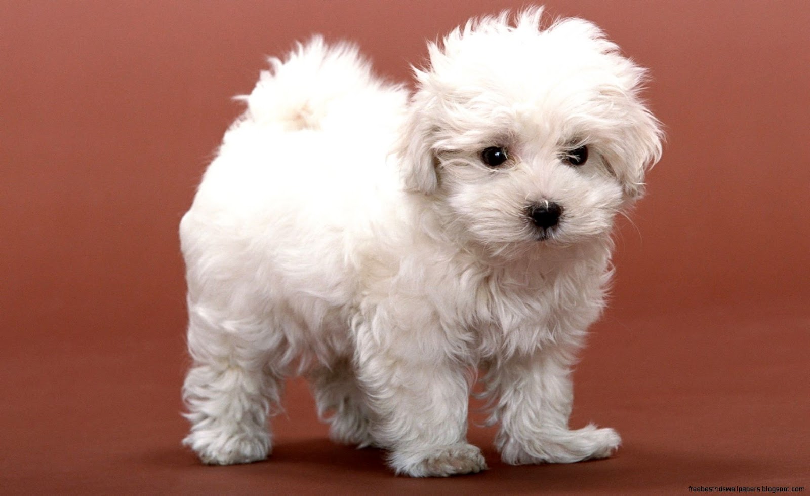 Cute White Fluffy Puppy Dogs Cute White Fluffy Puppy Dogs