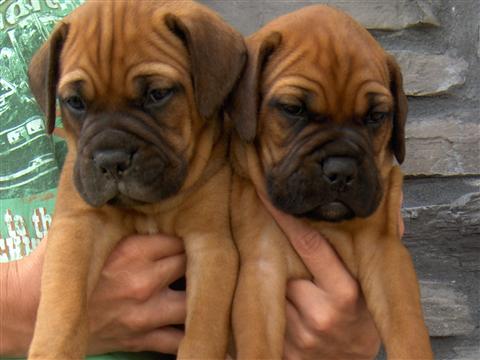 Cute Bullmastiff Puppy