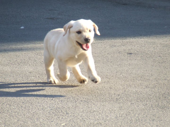 Cani Labrador Con Prezzo E Pedigree Brigitte