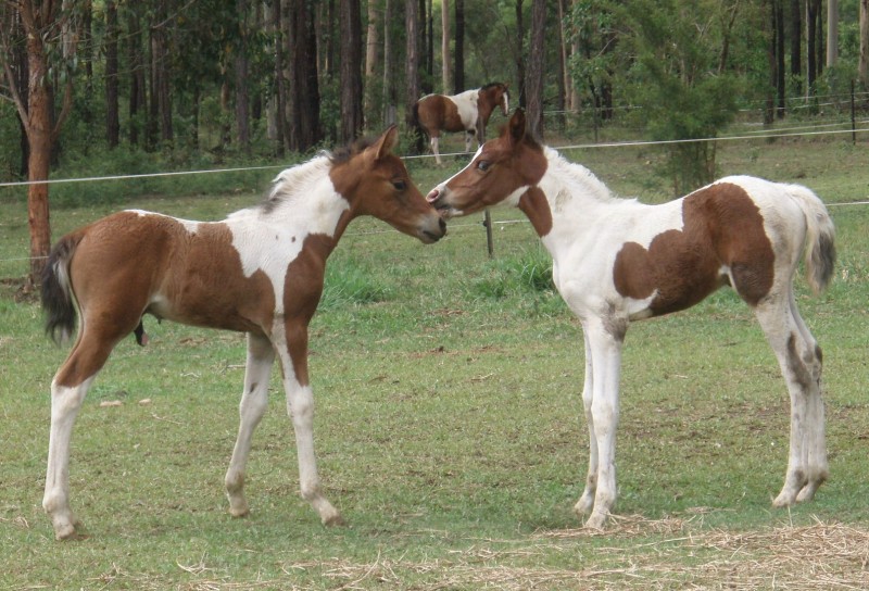 HD Animals Wallpapers Black and White Pinto Horse Pictures