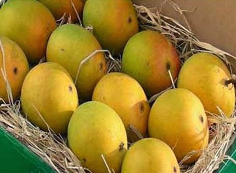 Agencia de Viajes India: El mango, fruta nacional de la India