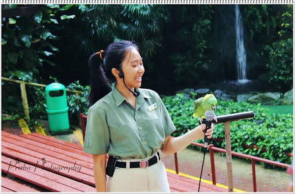 பறவைகள் பூங்கா புகைப்படங்கள் -சிங்கப்பூர் (BIRD PARK SINGAPORE) -Part-1  Birds+park+post-1+(8)
