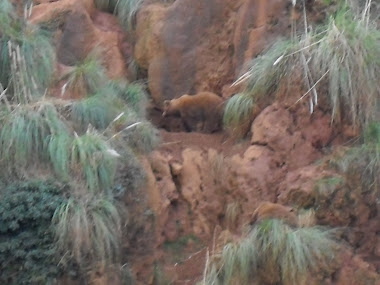 Invasoras en el zoo