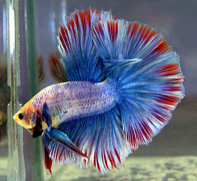 Betta Fish