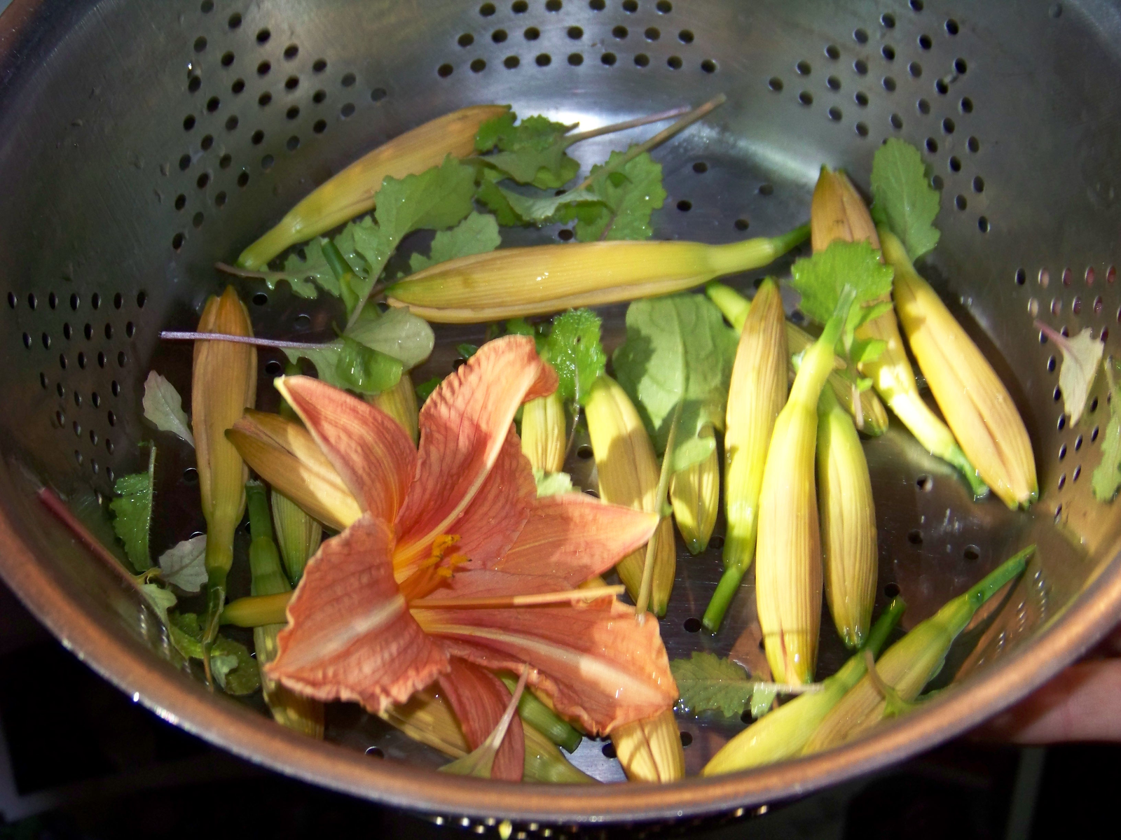 The Enchanted Petal Liatris