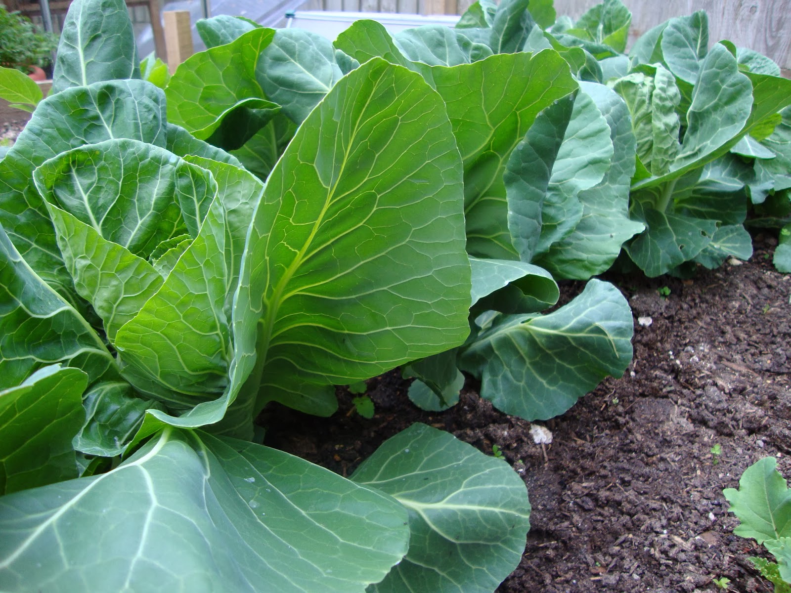 WHICH VEGETABLE SEEDS CAN BE SOWN IN AUGUST? The Garden of Eaden