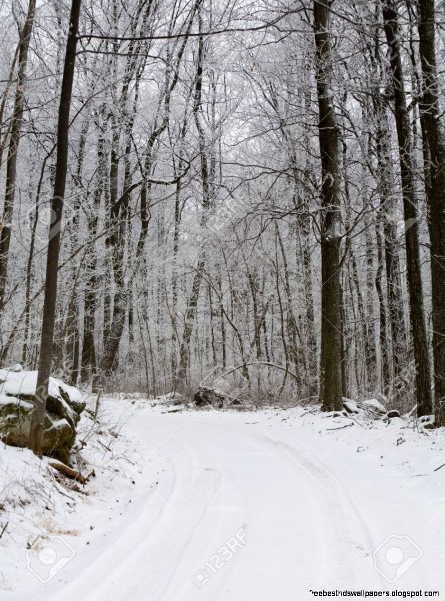 Back Road In A Forest After A Snow And Ice Storm Stock Photo Back Road In A Forest After A Snow And Ice Storm Stock Photo