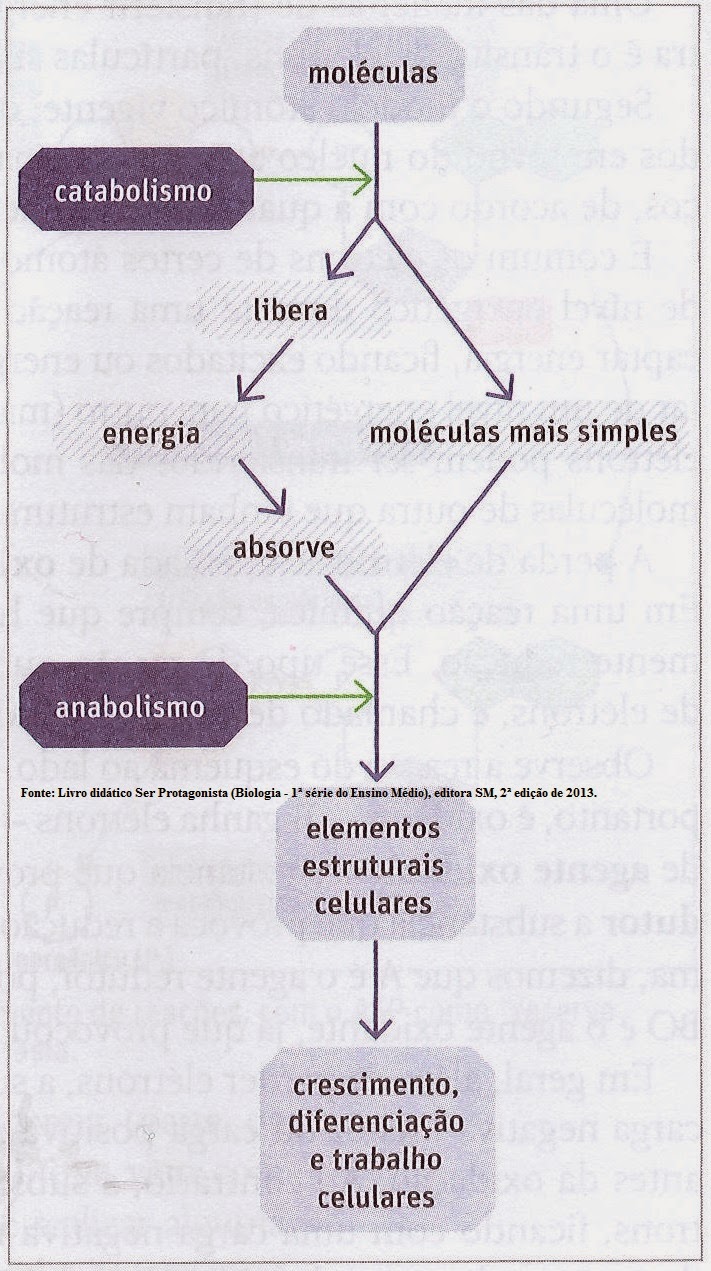 Metabolismo Celular Esquema | www.pixshark.com - Images Metabolismo Celular Esquema | www.pixshark.com - Images