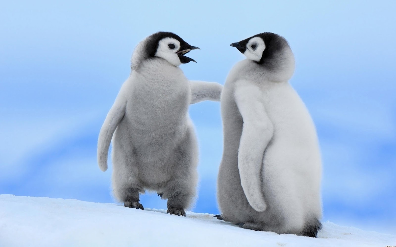Cute penguins penguin baby cutest adorable mighty Cute Penguins | Cute Mighty Pictures