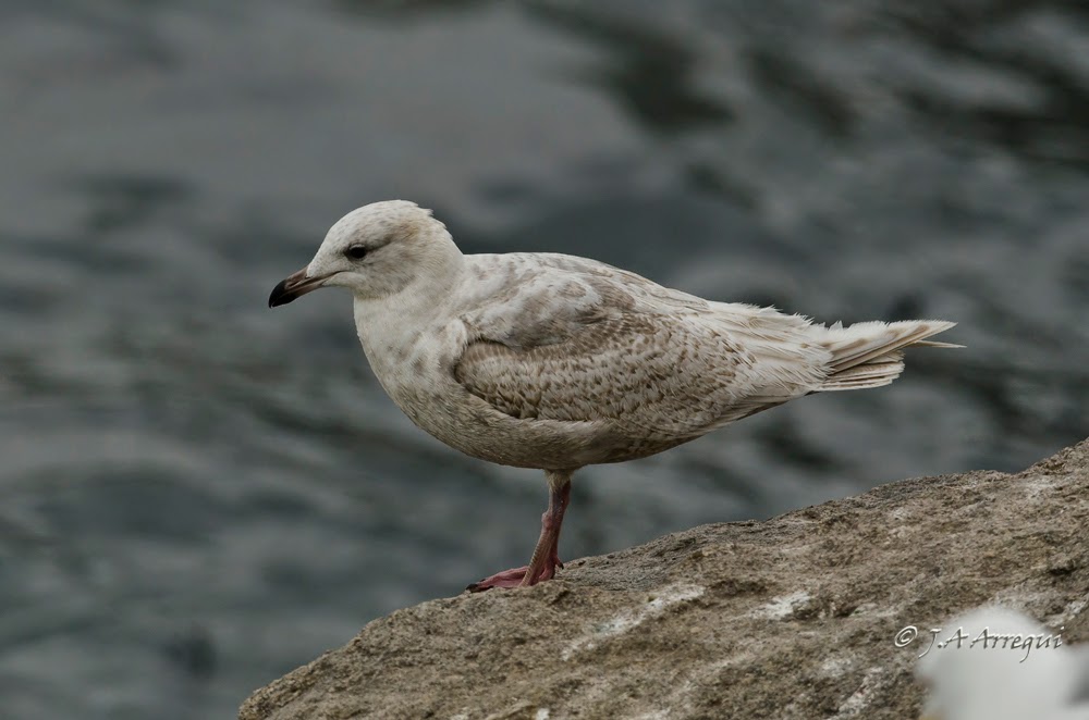 Gaviota groenlandesa, Larus galucoides kumlieni, Kumlien´s gull Gaviota groenlandesa, Larus galucoides kumlieni, Kumlien´s gull