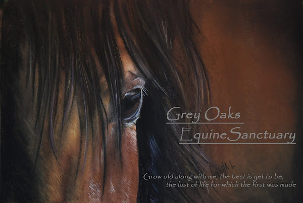 Grey Oaks Equine Sanctuary
