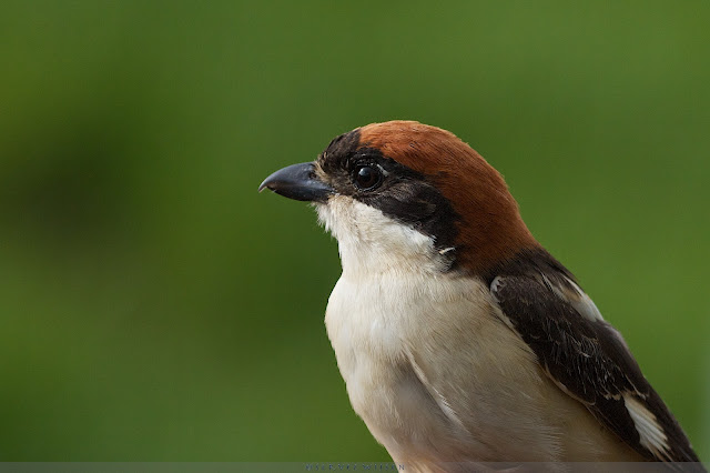 Roodkopklauwier - Woodchat Shrike - Lanius Senator