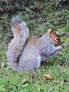 Squirrel England