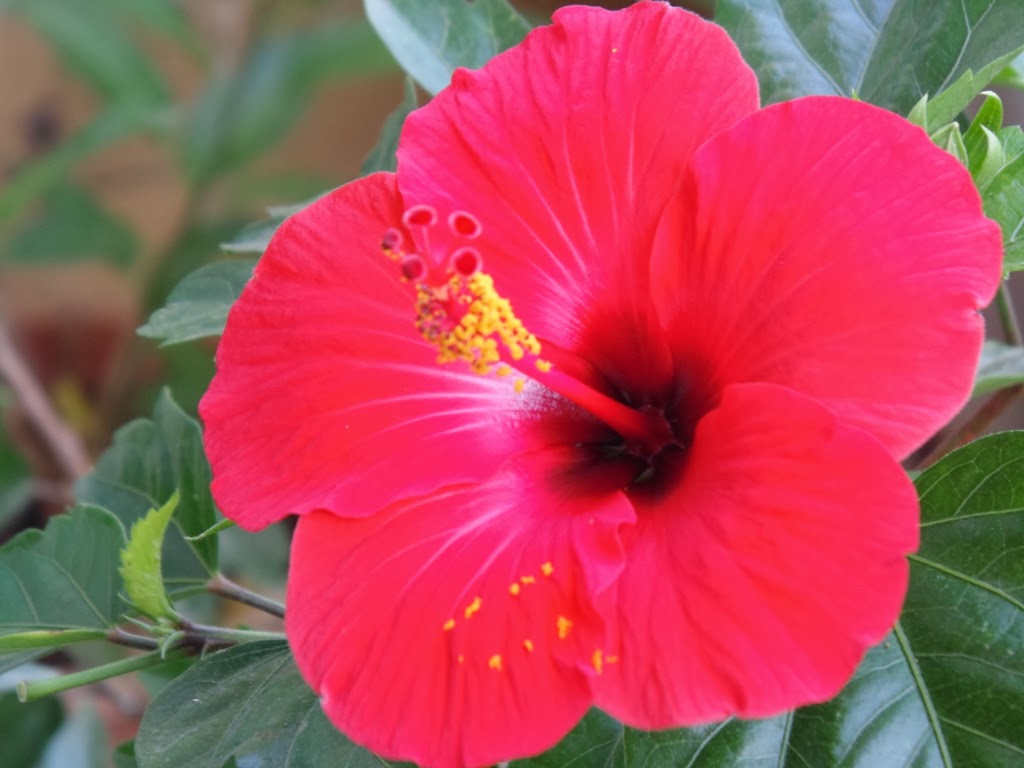 Design Green India Best Tips For Growing Hibiscus / Gudhal (China rose)