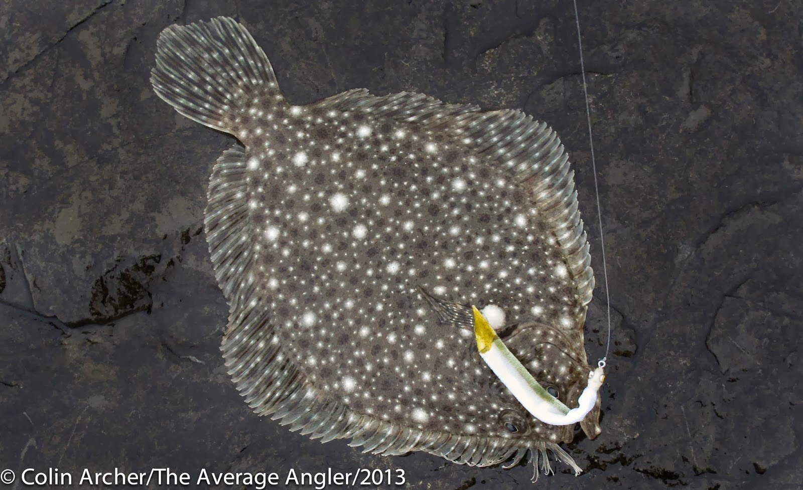 The Average Angler 10.17.13 I got sundials on a cloudy day....