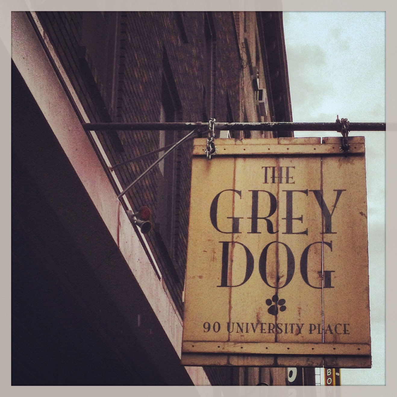 new york city the grey dog.