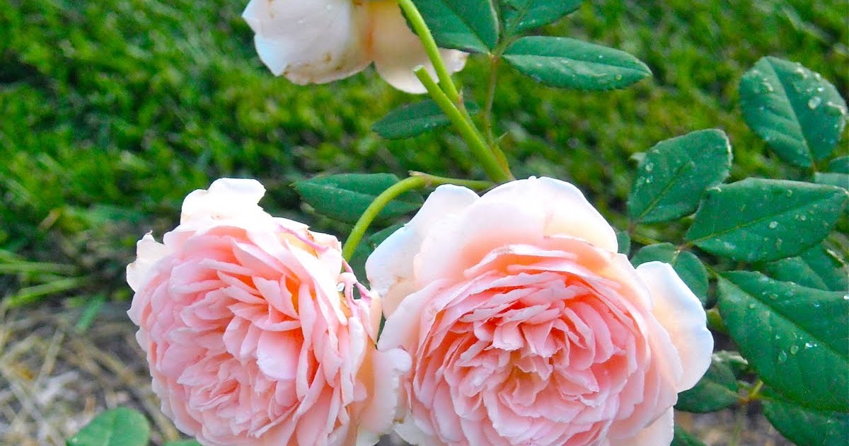 A Kansas Prairie Garden The roses are back