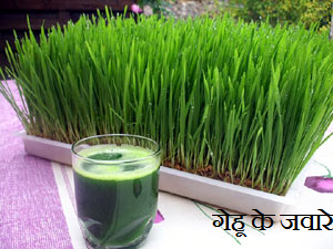 Wheat Grass Powder | Gehu Ka Jawara | गेहू का जवारा | गेहू के जवारे 