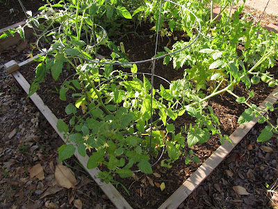 Divasofthedirt,raised tomato bed