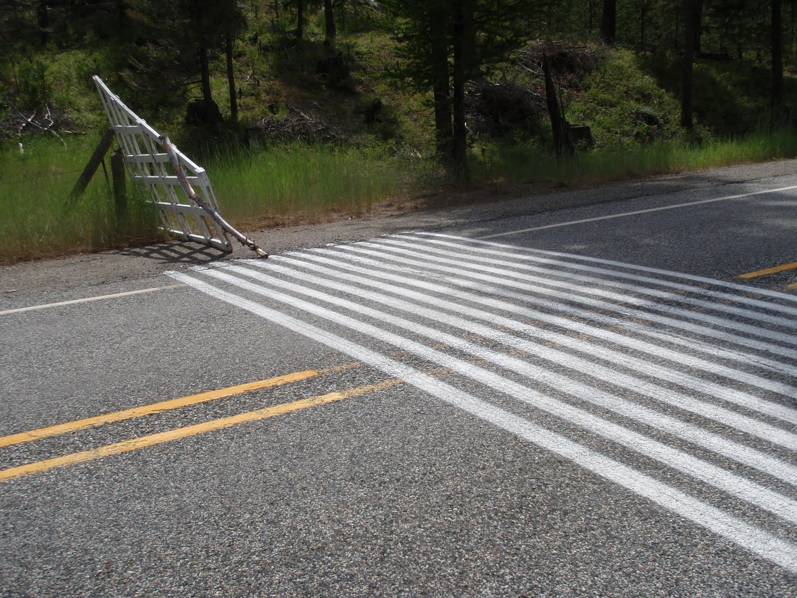 The Wild Dork Let's go surfin' now