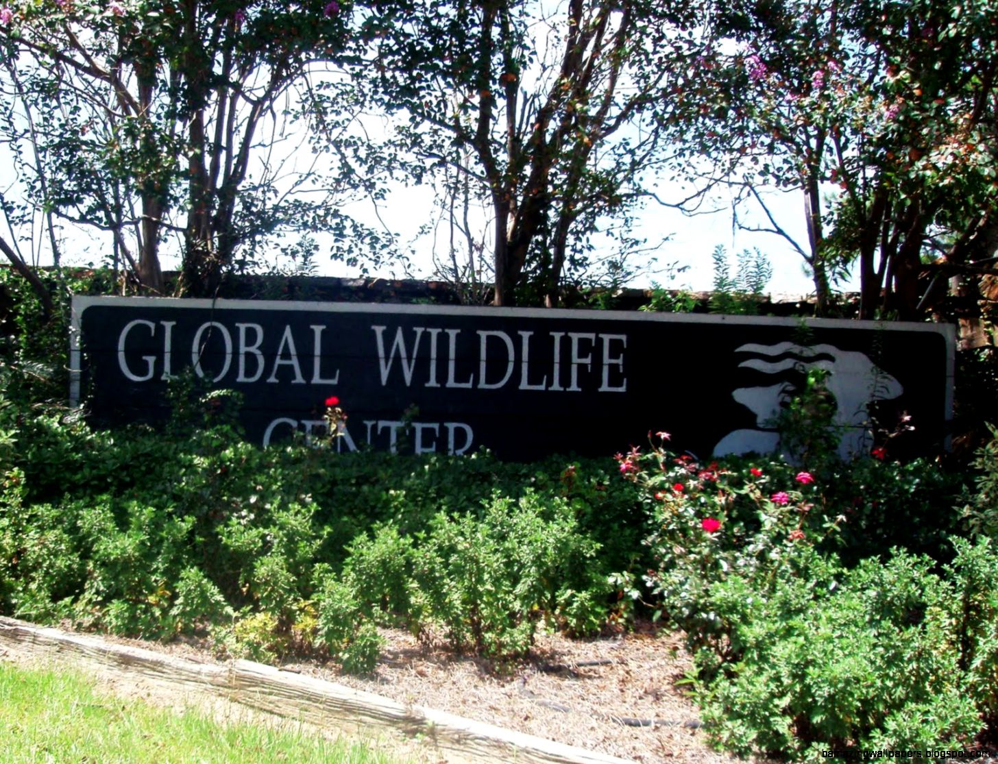 Brilha Brilha Little Star Global Wildlife Center Folsom Louisiana Brilha Brilha Little Star Global Wildlife Center Folsom Louisiana