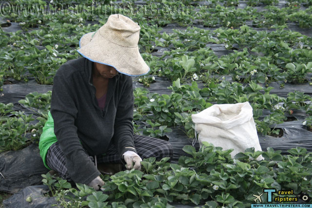 la trinidad strawberry farms