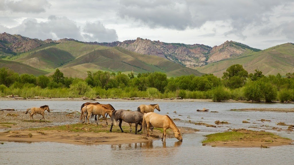 Wild horses in Mongolia
