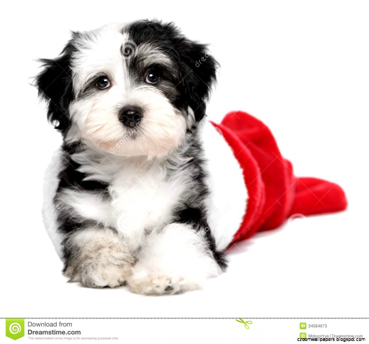 Cute Havanese Puppy Dog Is Lying In A Santa Boots Stock Cute Havanese Puppy Dog Is Lying In A Santa Boots Stock