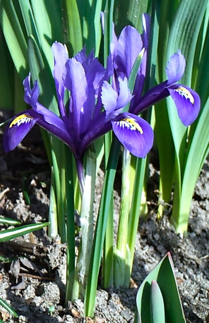 Tuinontwerp Tuinatelier Herman & Vermeulen Iris reticulata of dwergiris